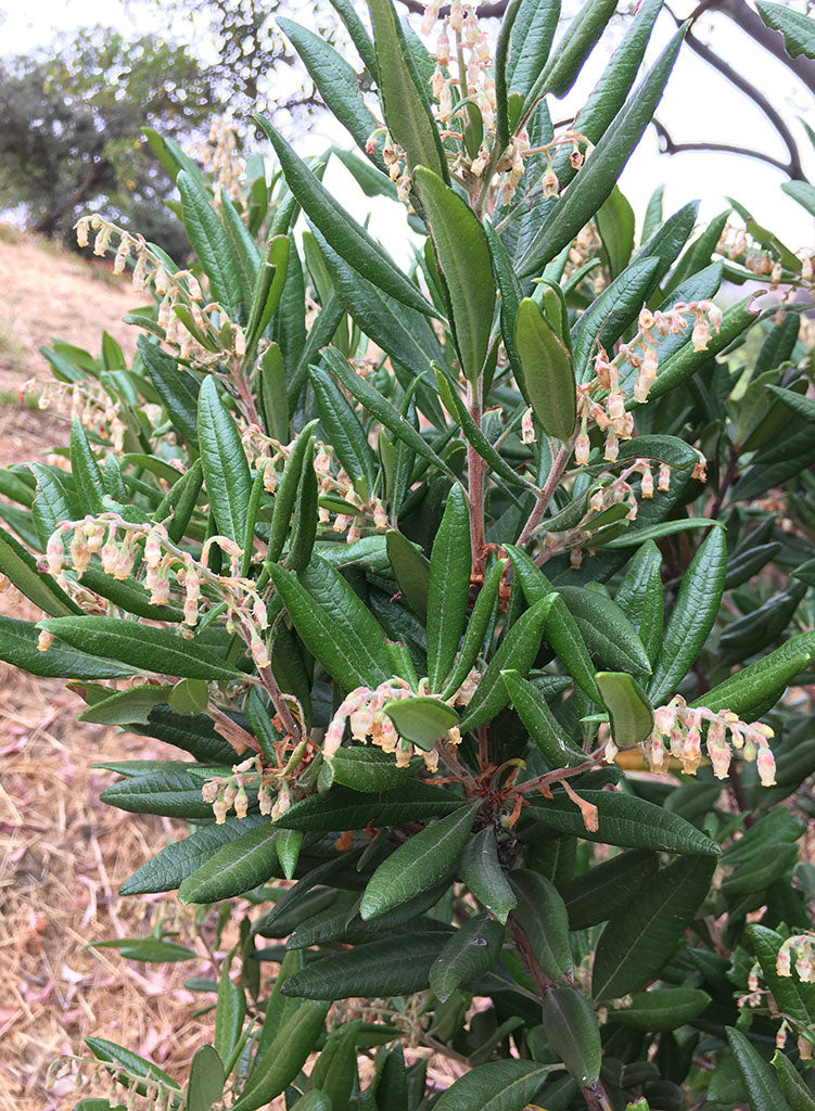 Comarostaphylis diversifolia ssp. diversifolia - Summer Holly (Plant)