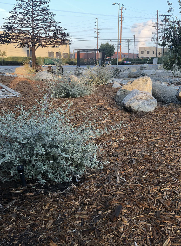 Condea emoryi - Desert Lavender (Plant)