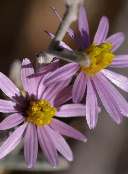 aster family plant clingy seeds Corethrogyne filaginifolia