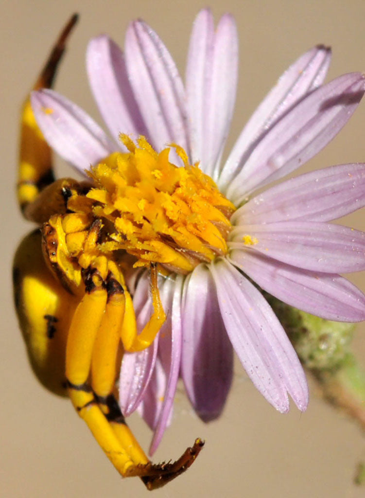Corethrogyne filaginifolia - Common Sandaster, California Aster (Seed)