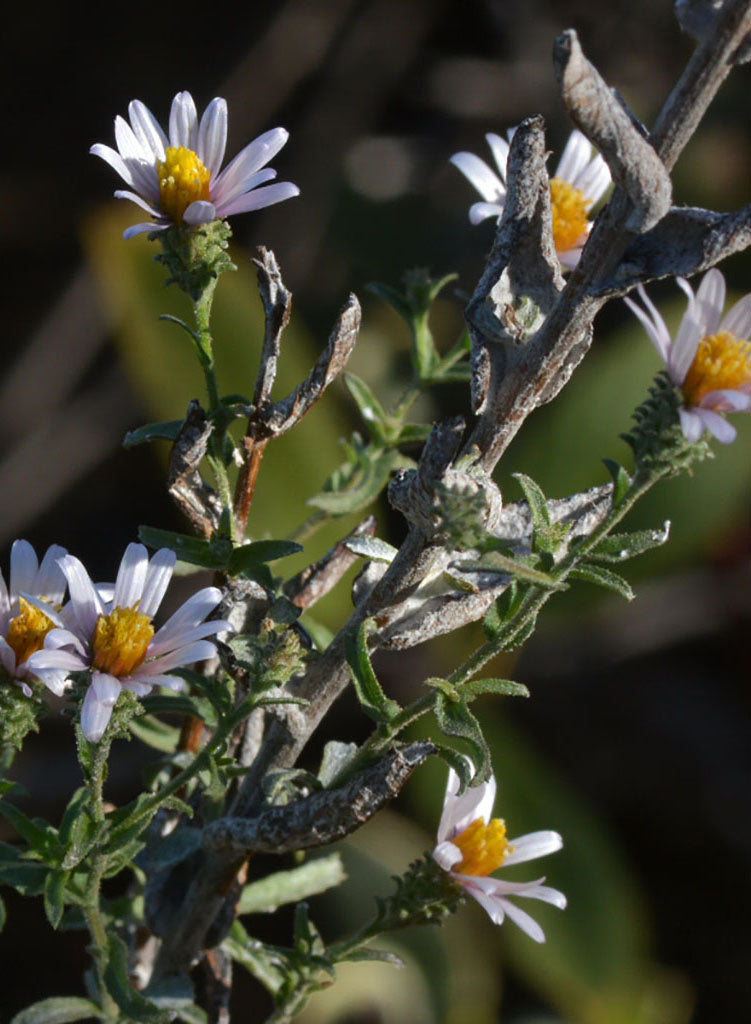aster family plant clingy seeds Corethrogyne filaginifolia