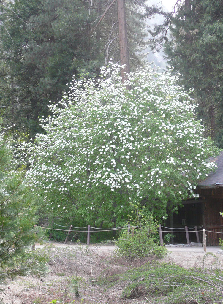 Cornus nuttallii - Mountain Dogwood (Plant)