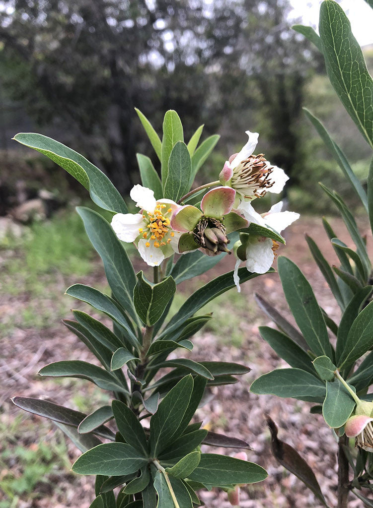 Crossosoma californicum - California Rockflower (Plant)