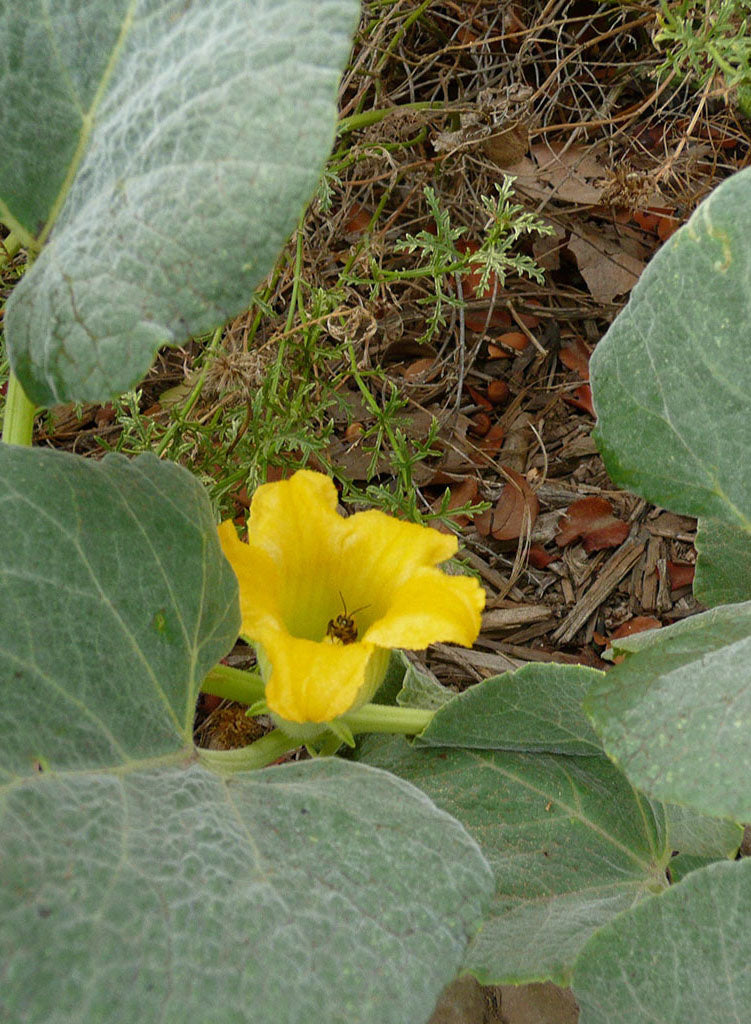 Cucurbita foetidissima - Calabazilla, Buffalo Gourd (Plant)