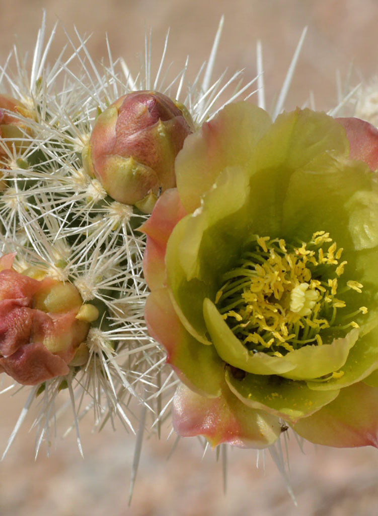 Cylindropuntia echinocarpa - Golden Cholla, Wiggins' Cholla (Plant)