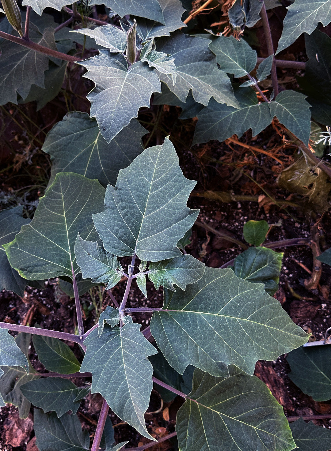 Datura wrightii - Sacred Datura, Jimsonweed (Plant)