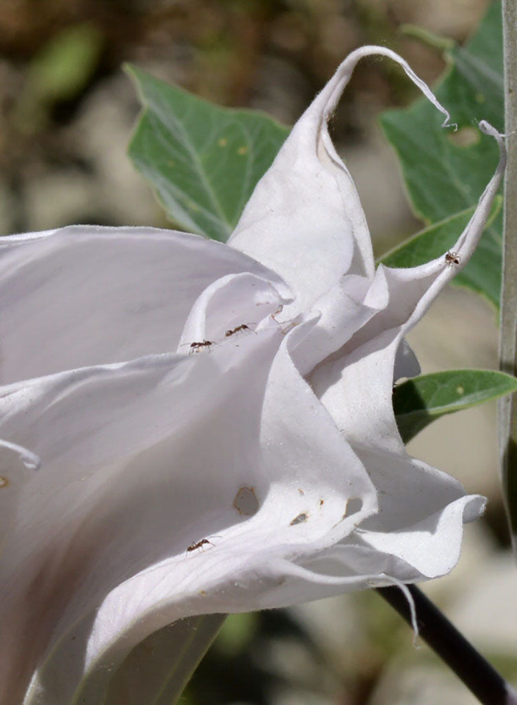 Datura wrightii