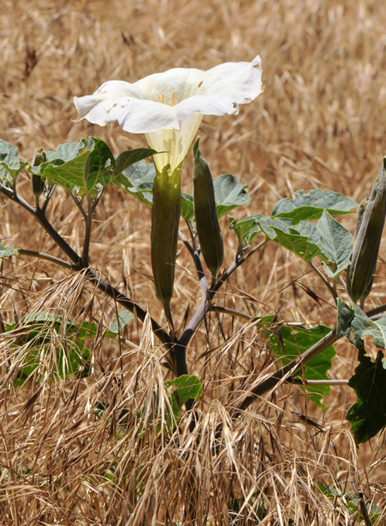 datura flower seeds Datura wrightii