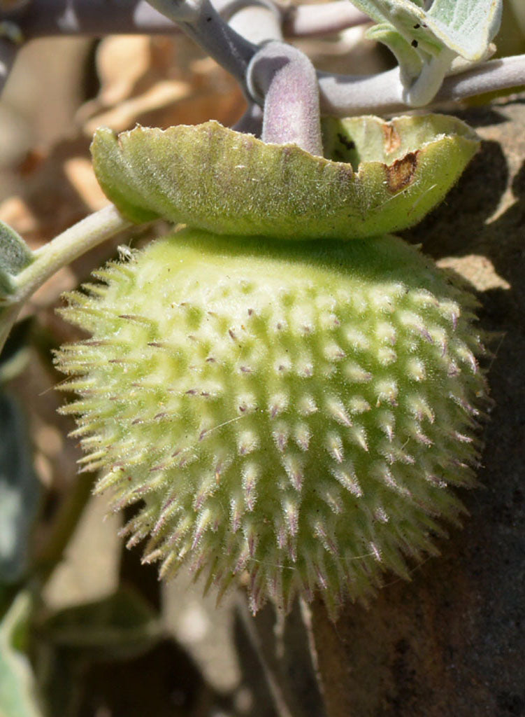 datura plant seeds Datura wrightii