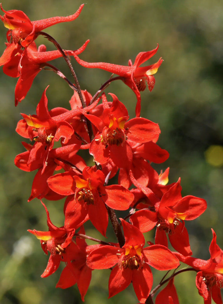 Delphinium cardinale - Scarlet Larkspur (Plant)