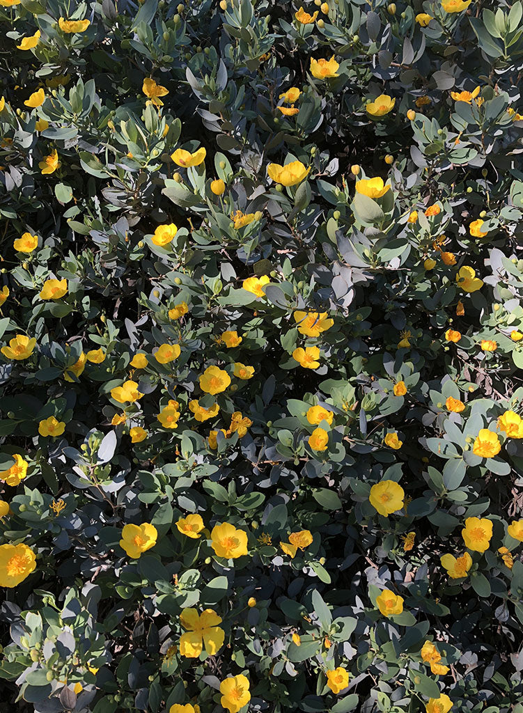 Dendromecon harfordii - Channel Island Bush Poppy (Plant)