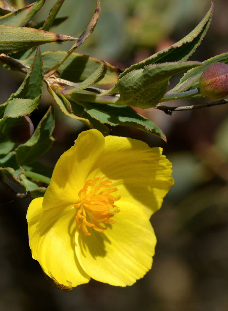 Dendromecon rigida - Tree Poppy, Bush Poppy (Plant)