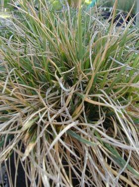 Deschampsia cespitosa - Tufted Hairgrass (Seed)