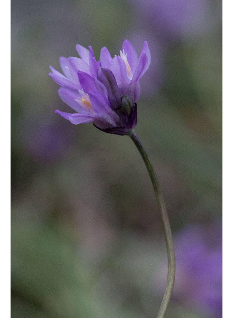 Dipterostemon capitatus - Blue Dicks, Wild Hyacinth (Seed)
