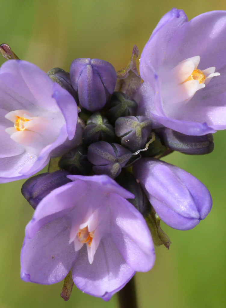 Dipterostemon capitatus - Blue Dicks, Wild Hyacinth (Seed)