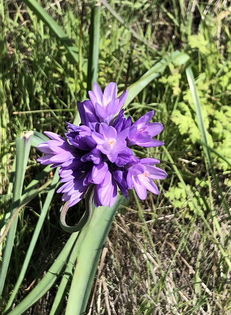 Dipterostemon capitatus  - Blue Dicks, Wild Hyacinth (Plant)