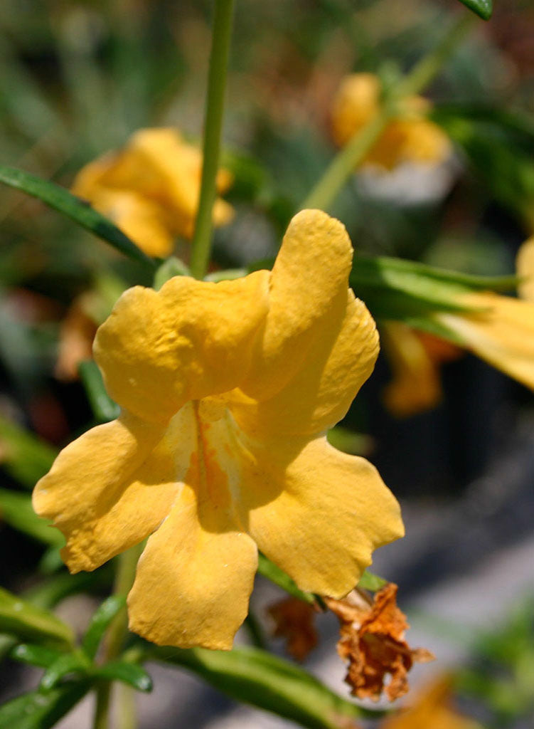 Diplacus 'Jelly Bean Gold' - Jelly Bean Gold Monkeyflower (Plant)