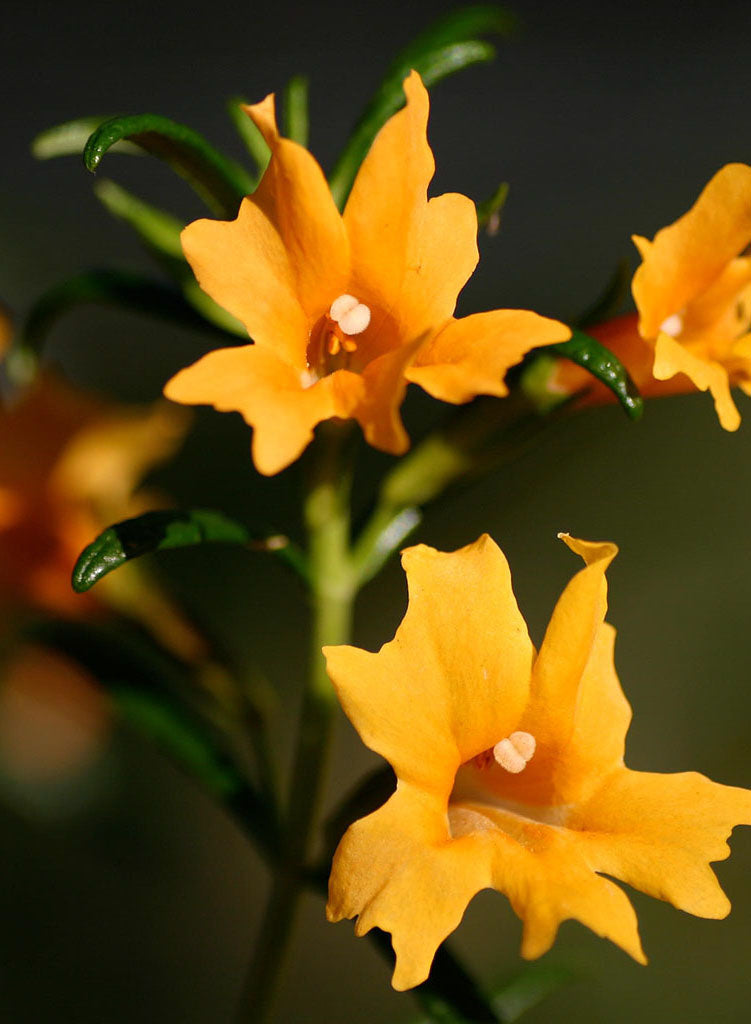 Diplacus 'Jelly Bean Orange' - Jelly Bean Orange Monkeyflower (Plant)