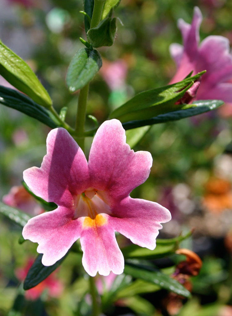 Diplacus 'Jelly Bean Purple Pink' - Jelly Bean Purple Pink Monkeyflower (Plant)