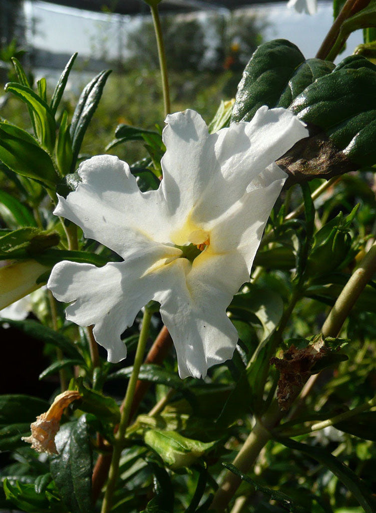Diplacus 'Jelly Bean White' - Jelly Bean White Monkeyflower (Plant)
