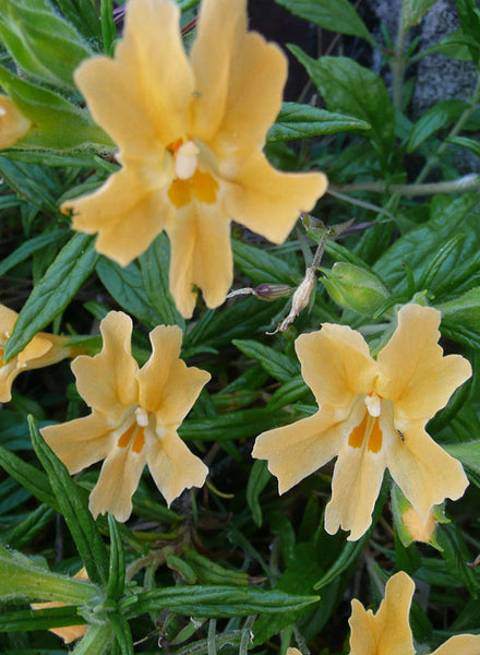 Diplacus longiflorus - Sticky Monkeyflower (Seed) – Theodore Payne