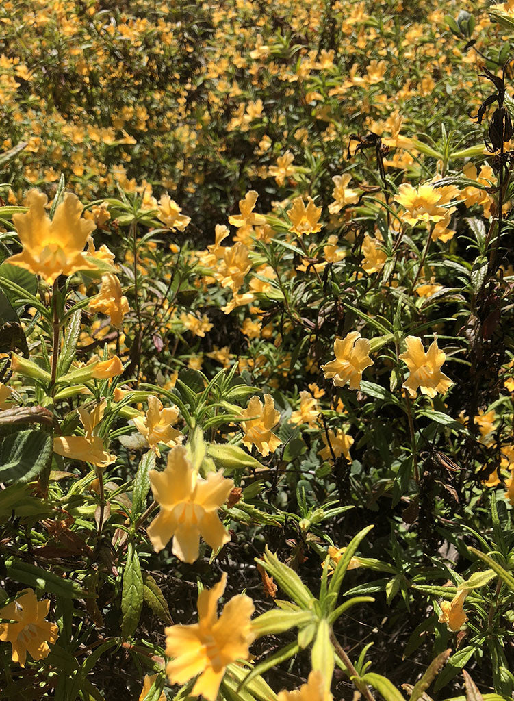 Diplacus longiflorus - Bush Monkeyflower, Sticky Monkeyflower (Seed)