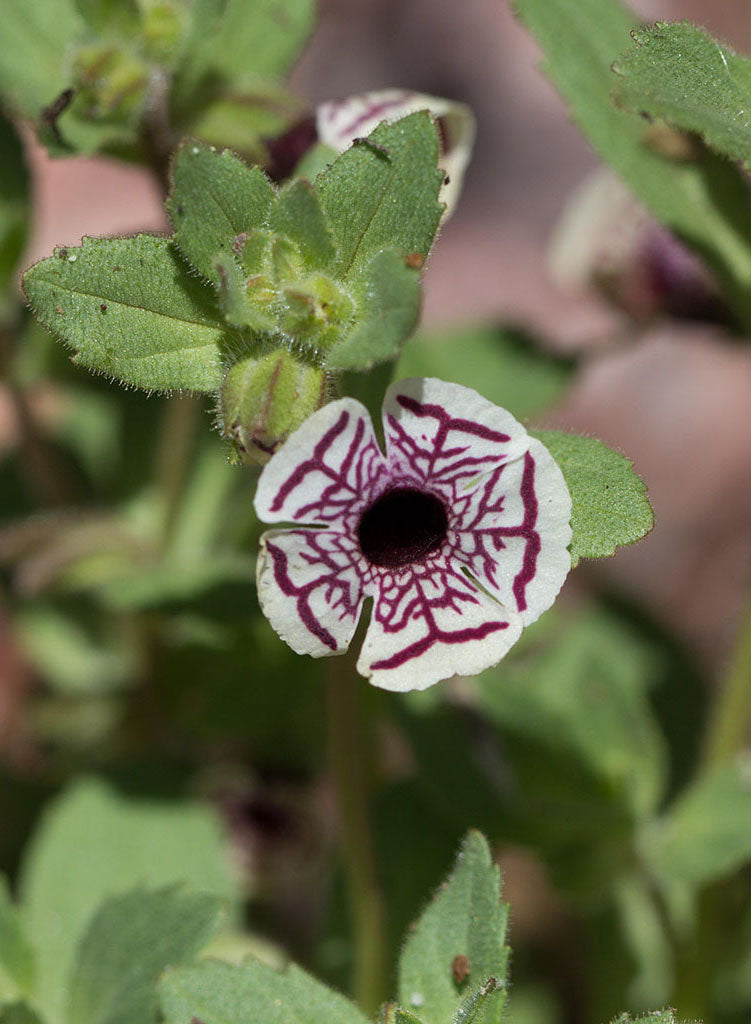 Diplacus pictus - Calico Monkeyflower (Plant)