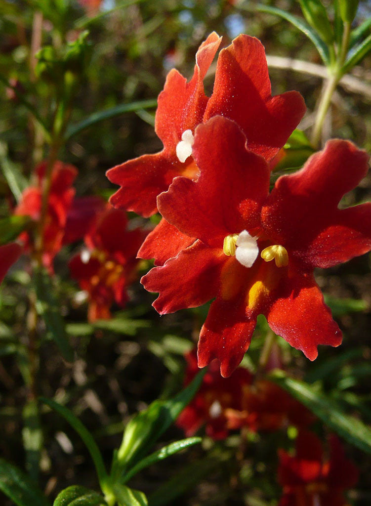 Diplacus puniceus - Red Bush Monkeyflower (Plant)