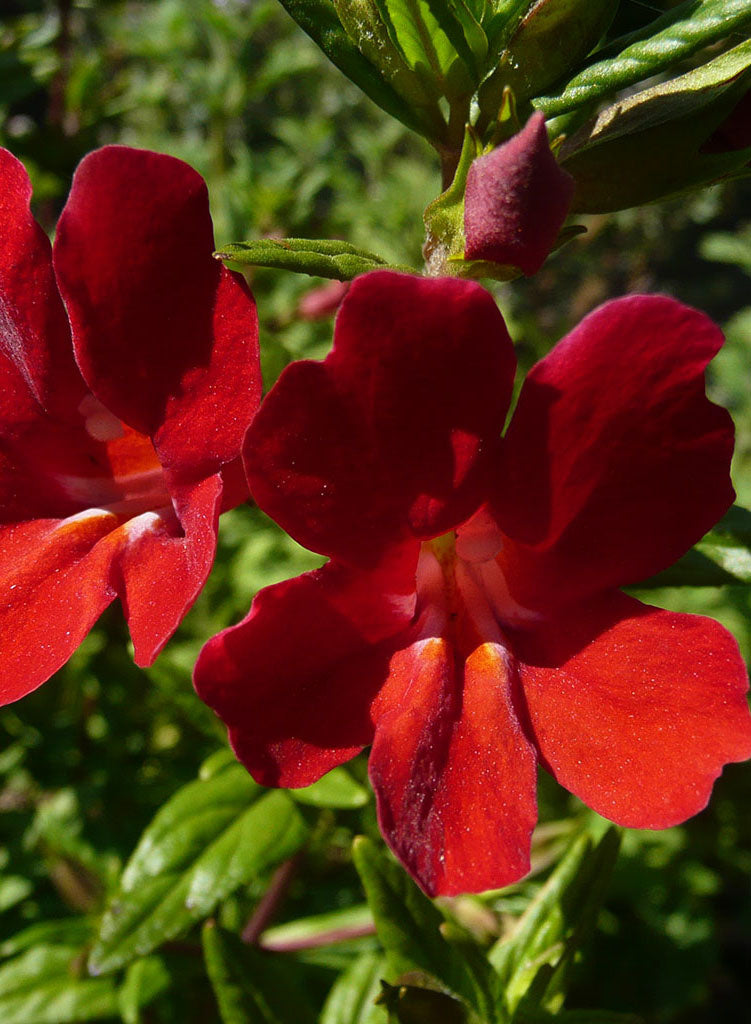 Diplacus 'Valentine' - Valentine Monkeyflower (Plant)