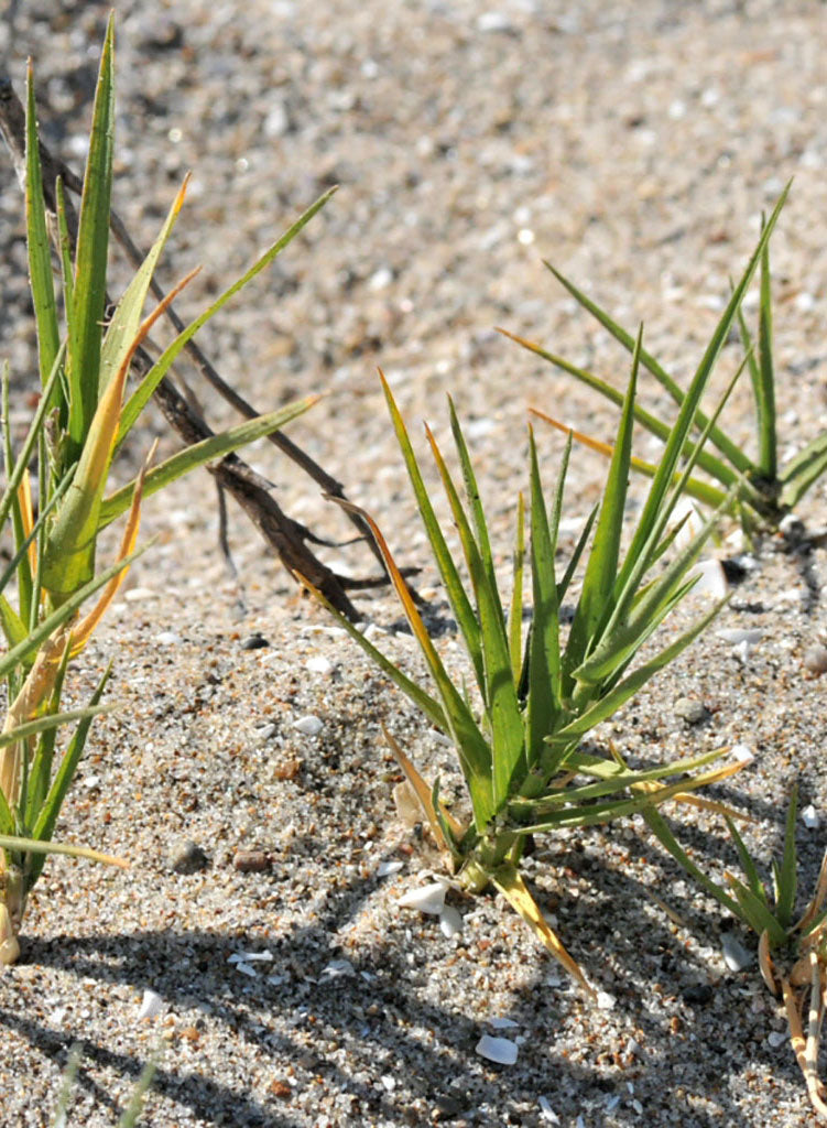 Distichlis spicata - Saltgrass (Plant)