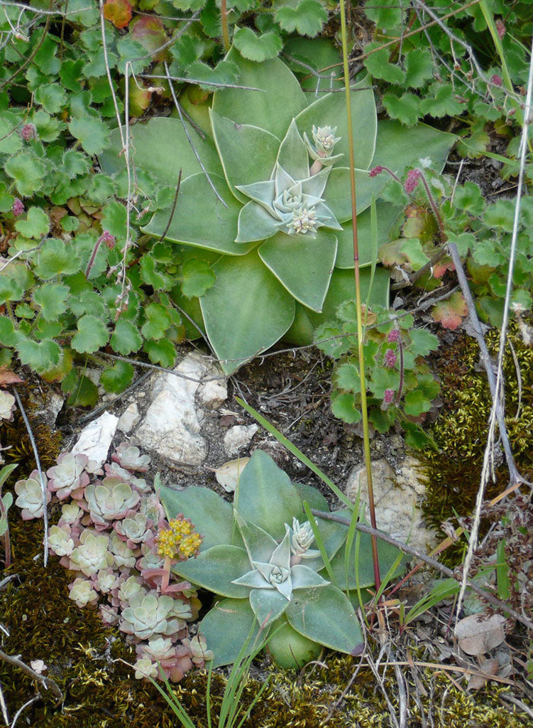 live forever plant succulent Dudleya cymosa