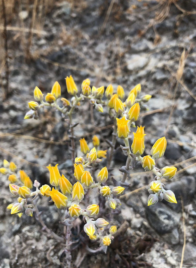 Dudleya cymosa ssp. agourensis