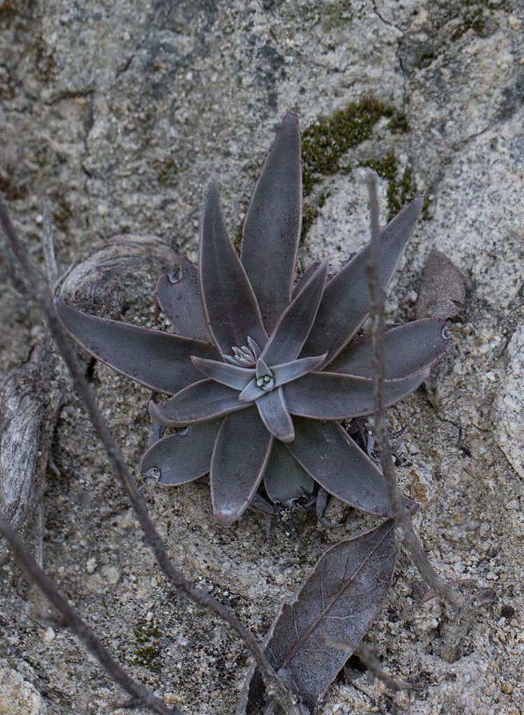 Dudleya lanceolata - Lance-leaved Dudleya (Plant)