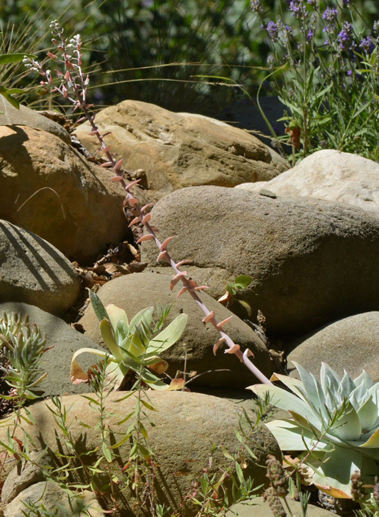 dudleyas succulents Dudleya pulverulenta