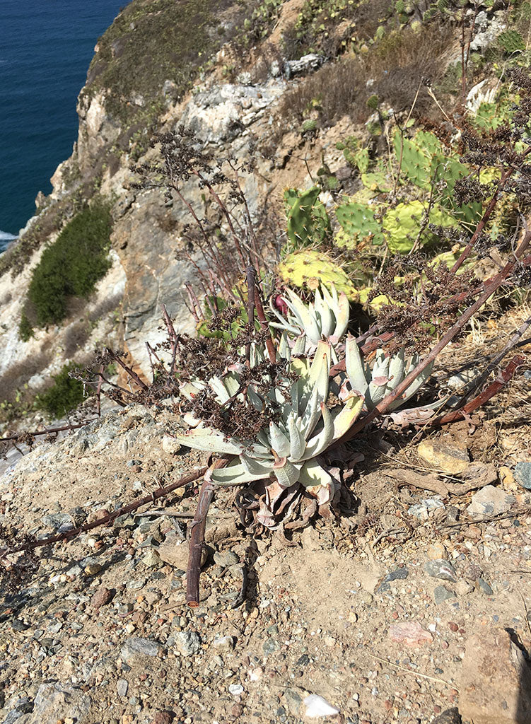 Dudleya virens ssp. insularis - Bright Green Dudleya (Plant)