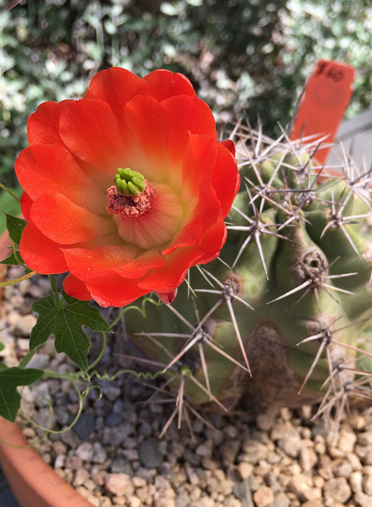 Echinocereus mojavensis - Claret-Cup Cactus or Mojave Kingcup Cactus (Plant)