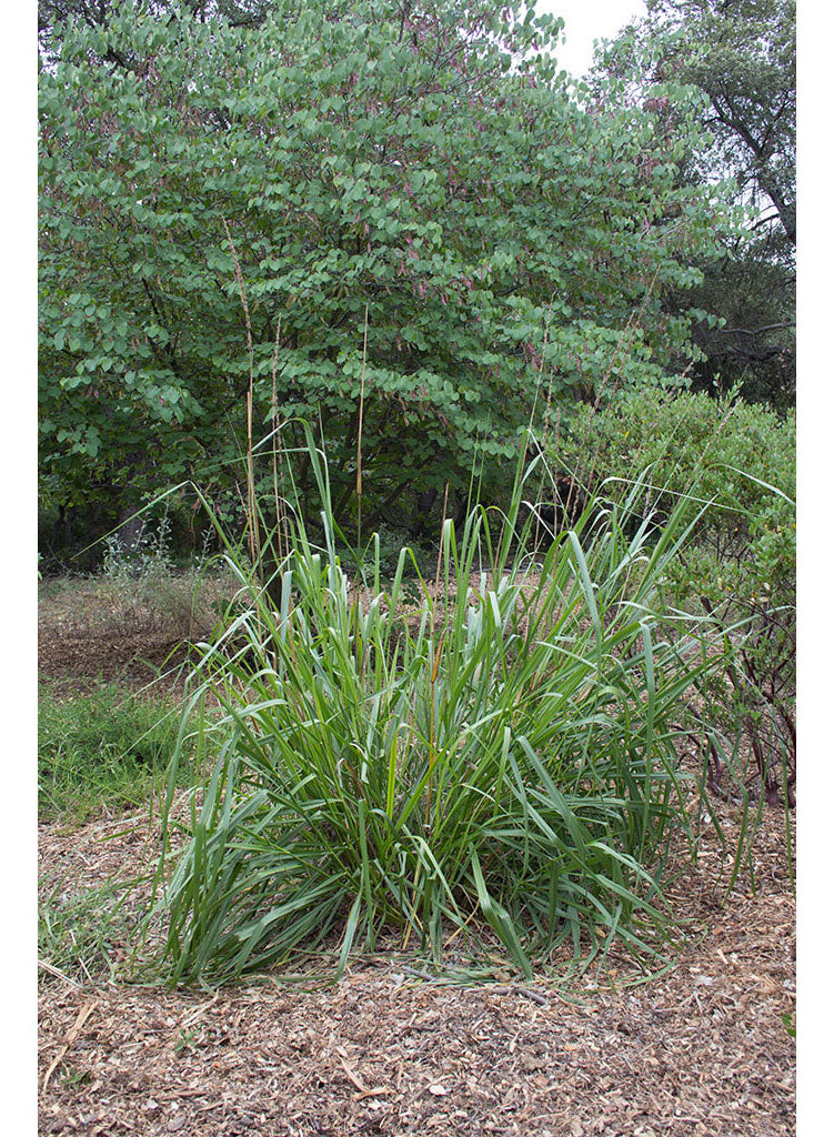 Elymus condensatus - Giant Wild Rye (Plant)