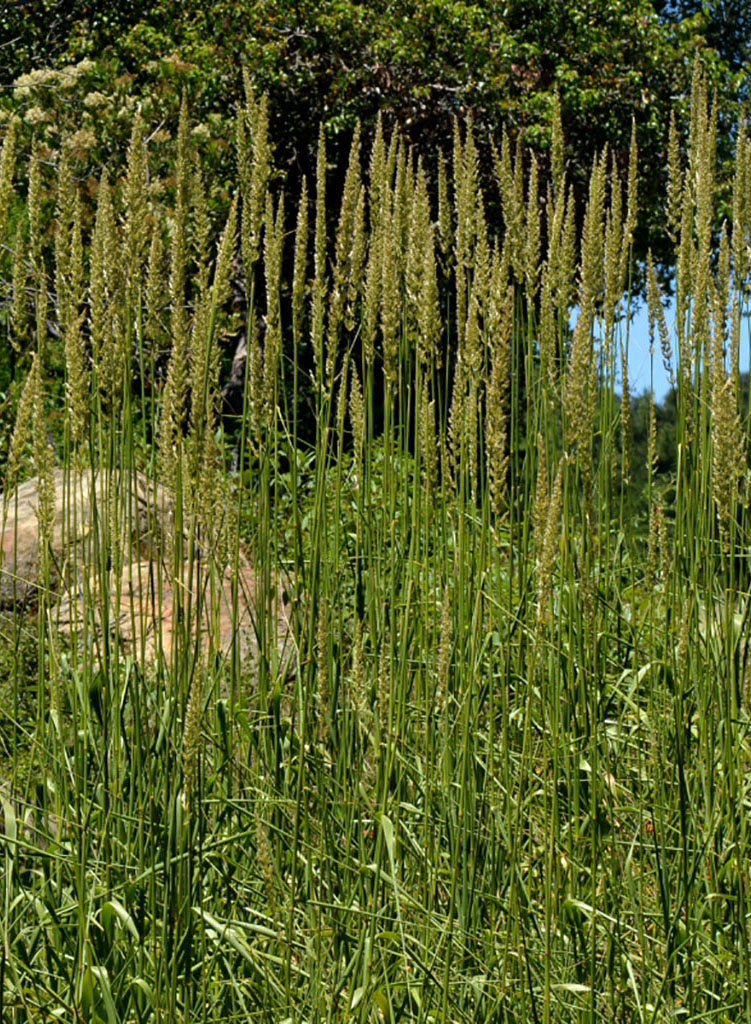 Elymus condensatus - Giant Wild Rye (Seed)