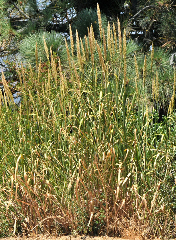 Elymus condensatus - Giant Wild Rye (Seed)