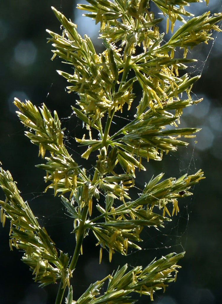 Elymus condensatus - Giant Wild Rye (Seed)