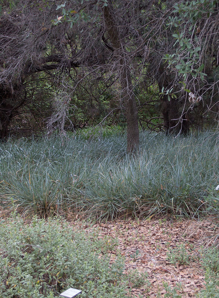 Elymus condensatus 'Canyon Prince' - Canyon Prince Giant Wild Rye (Plant)