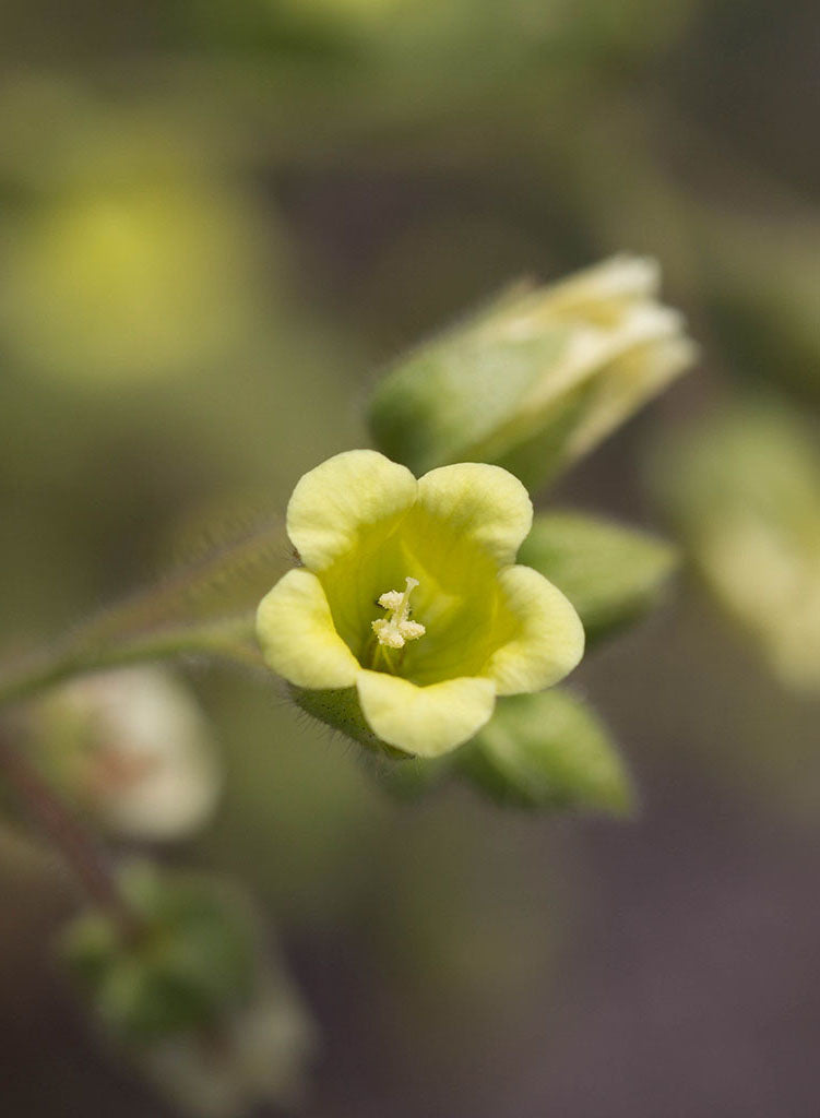 Emmenanthe penduliflora var. penduliflora - Whispering Bells (Plant)