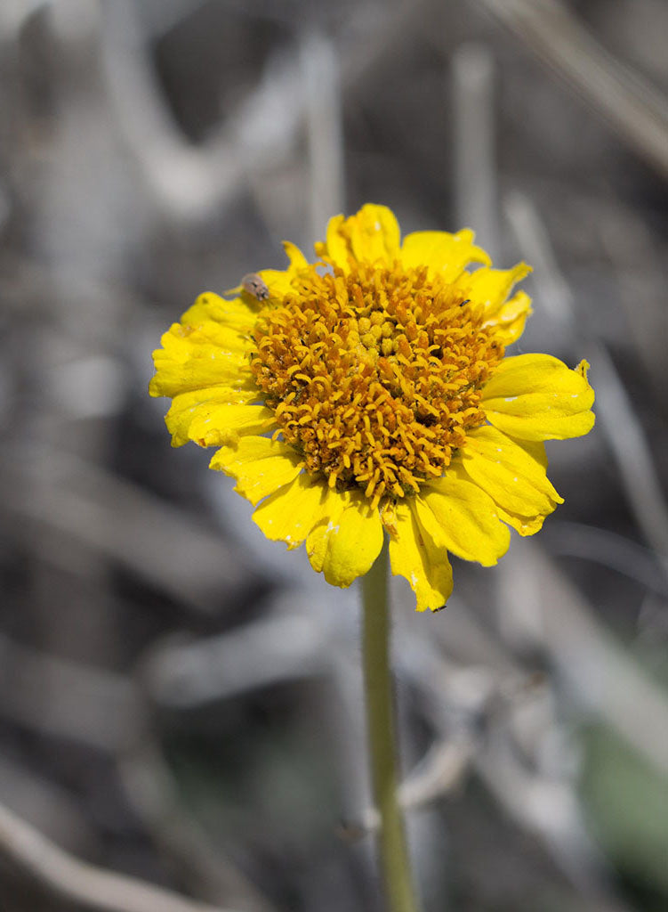 Encelia actoni - Acton Encelia (Plant)