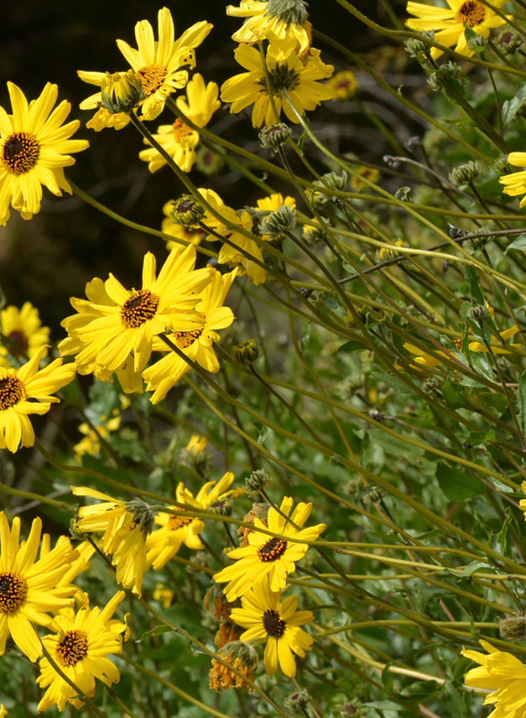 Encelia californica - Coast Sunflower, California Bush Sunflower (Seed)