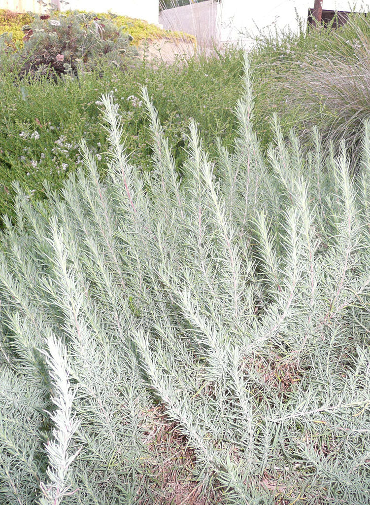 Epilobium canum ssp. canum - California or Hoary Fuchsia (Plant ...