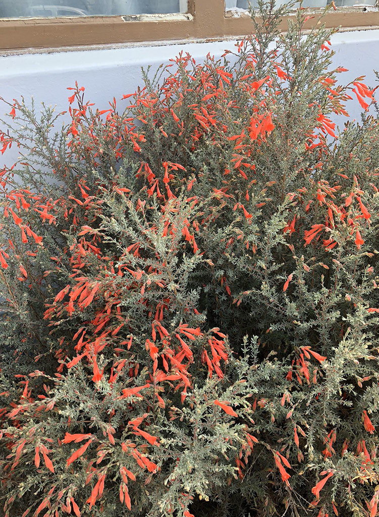 Epilobium 'Catalina' - Catalina California Fuchsia (Plant)