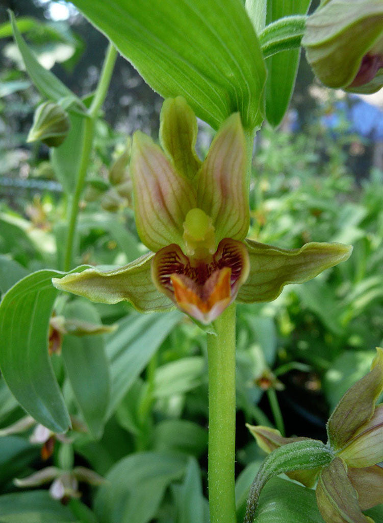 Epipactis gigantea - Stream Orchid (Plant)