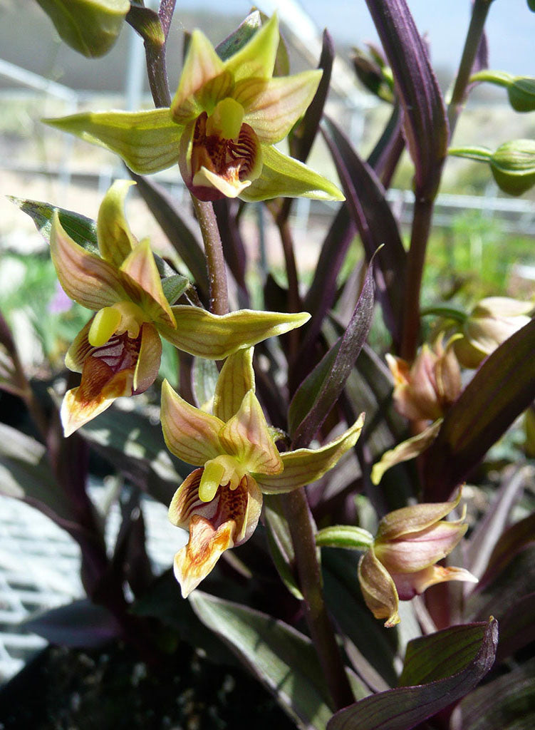 Epipactis gigantea 'Serpentine Night' - Serpentine Night Stream Orchid (Plant)