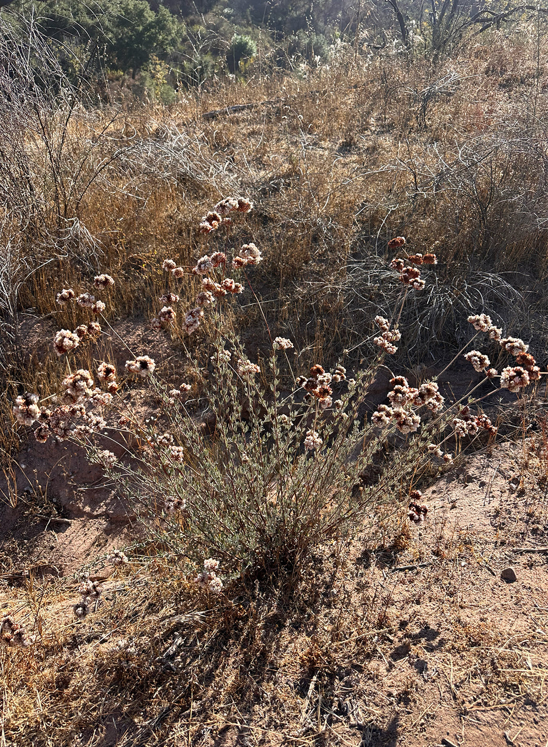 Eriogonum fasciculatum - California Buckwheat (Plant)