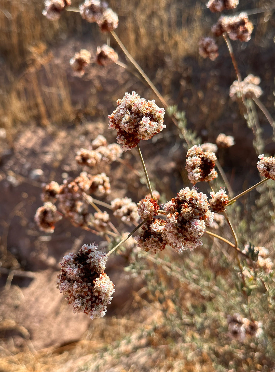 Eriogonum fasciculatum - California Buckwheat (Plant)